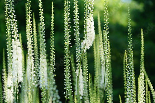 Closeup of white grassy stalks photo