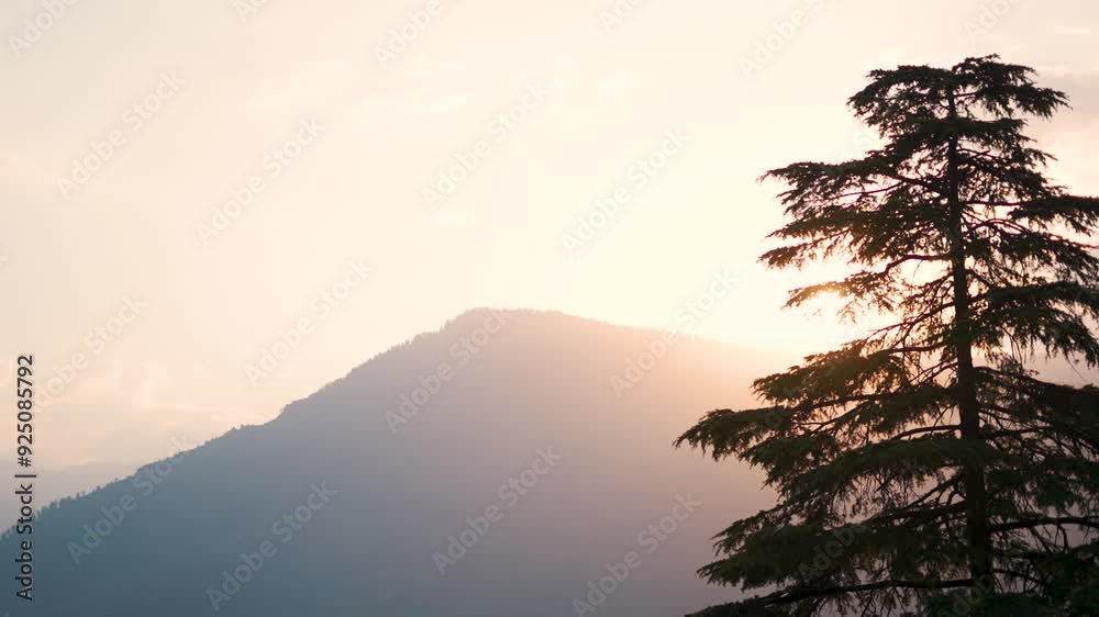 4K shot of Pine tree in front of the Himalayan mountain during the sunset as seen from Naggar town near Manali in Himachal Pradesh, India. Pine tree in the mountains natural background with copy space 4K shot of Pine tree in front of the Himalayan mountain during the sunset as seen from Naggar town near Manali in Himachal Pradesh, India. Pine tree in the mountains natural background with copy space