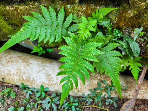 Long beechfern , Phegopteris connectilis leaf photo