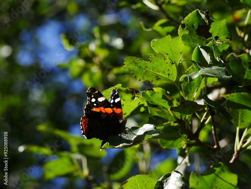  Vanessa atalanta on an apple tree leaf..J