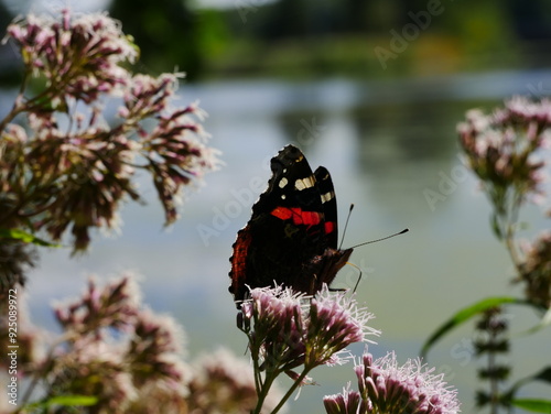 Vanessa atalanta on a flower against the background of a river.