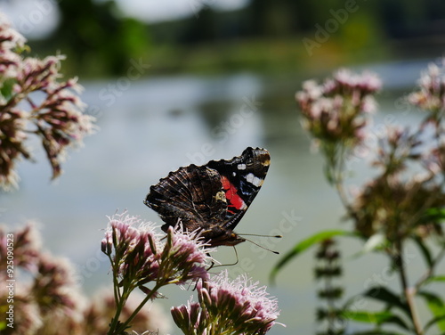 Vanessa atalanta on a flower against the background of a river..