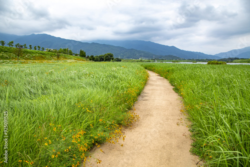 Summer view of trail and orange flowers of calliopsis with grass besides Seosicheon Stream near Gurye-gun, South Korea photo