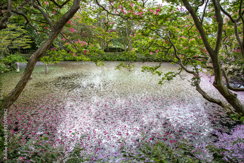 Jangheung-gun, Jeollanam-do, South Korea - August 9, 2022: Summer view of red flowers of crape myrtle(Lagerstroemia indica) with fallen petal on the pond at Songbaegjeong Pavilion photo