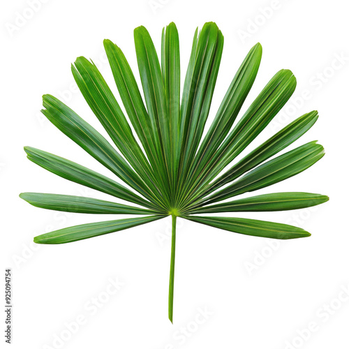 Green palm leaves, alpha, transparent isolated on white background PNG, cut out file clapping path photo