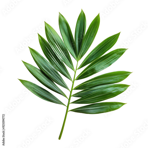 Green palm leaves, alpha, transparent isolated on white background PNG, cut out file clapping path photo