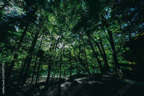 伊勢神宮の風景