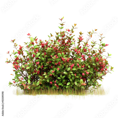 Ornamental shrub flowery plants on alpha, transparent isolated on white background PNG, cut out file clapping path