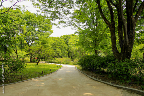 Summer view of trail and zelkova trees on the garden at Changgyeonggung Palace near Seoul, South Korea