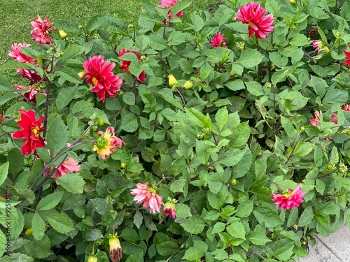 flowers,red,yellow,plants,moth
