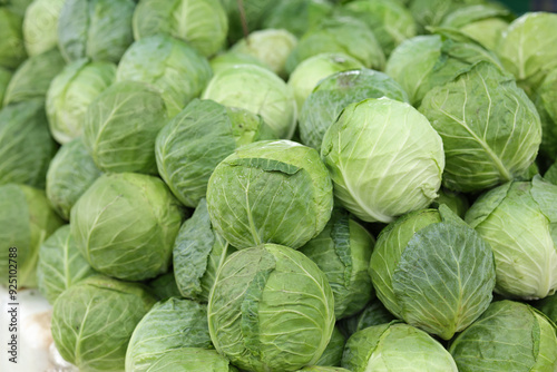 Freshly picked cabbages from the farm are lined up and ready for sale at the market. Fresh green cabbage from the garden.