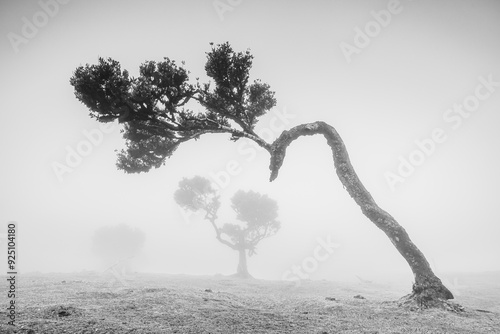 Crooked Laurel tree at Fanal Forest photo