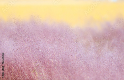 Panoramic and morning view of pink muhly with water drop on pink maple leaves at Janggi-dong near Gimpo-si, South Korea photo