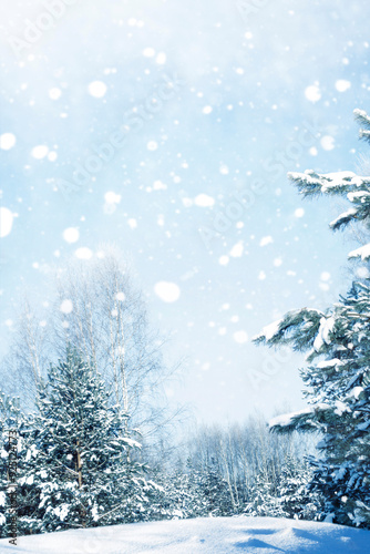 Landscape. Frozen winter forest with snow covered trees.