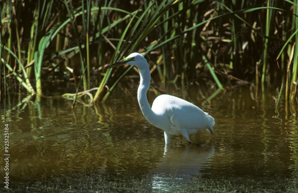Grande Aigrette,. Ardea alba, Great Egret Grande Aigrette,. Ardea alba, Great Egret