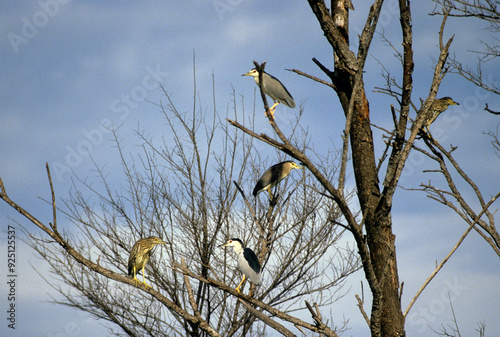 Bihoreau gris, Héron bihoreau,.Nycticorax nycticorax, Black crowned Night Heron photo