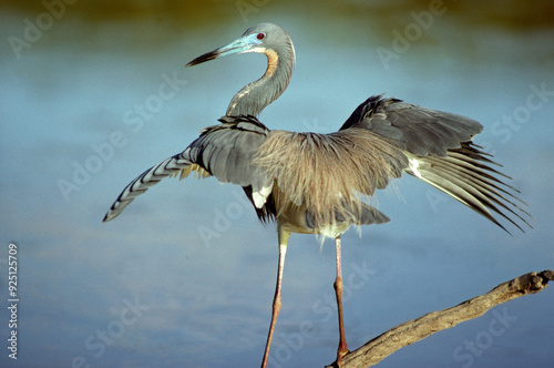 Aigrette tricolore,.Egretta tricolor, Tricolored Heron photo