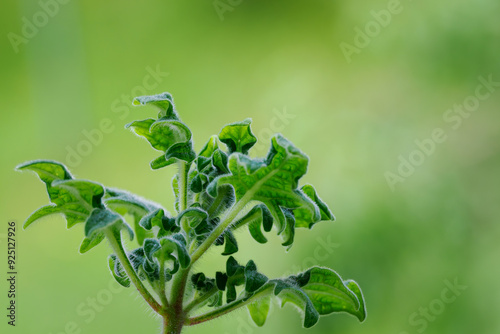 The green parts of the Migraine plant. photo