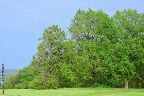 a green oak tree with a blue sky behind it