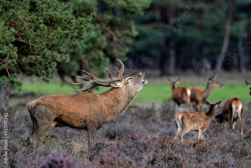 Red deer stag in the rutting season showing dominant bahaviour in the forest of National Park Hoge Veluwe in the Netherlands photo