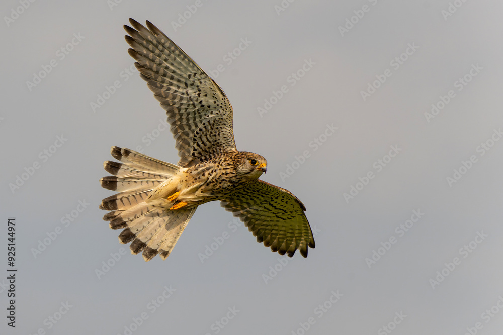 Fototapeta premium Common Kestrel (Falco innunculus) flying with a prey to feed the chiks in the meadows in the Netherlands 