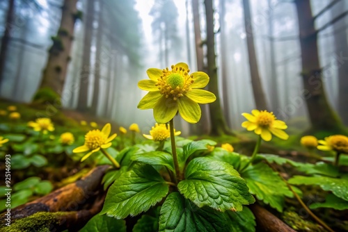 Vibrant yellow petals and lime-green bracts of the rare Hacquetia epipactis flower create a stunning, intricate bloom in a dense, misty forest understory setting. photo