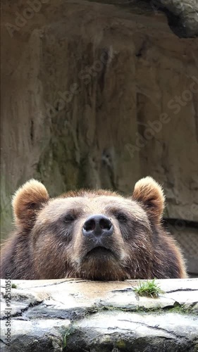 Animal Vertical Video in 4k