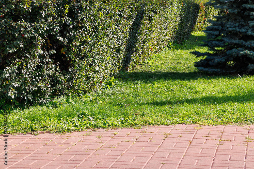A hedge of bushes in a park. A hedge of bushes in a park.