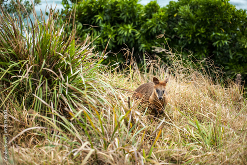 Wildlife caught in the frame.