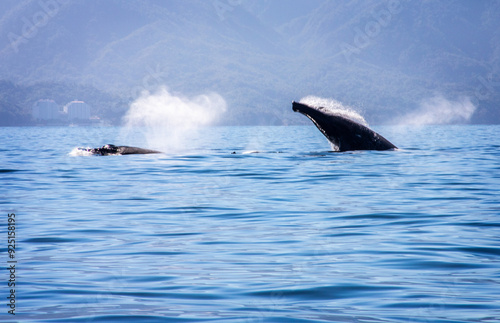 Whales durring mating/birthing season in Banderas Bay, Mexico. photo