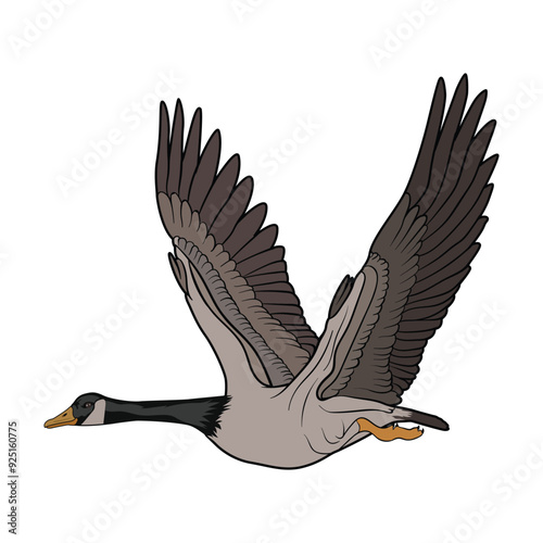  Canada goose bird vector