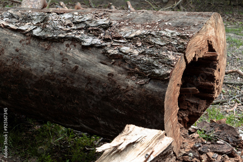 A felled pine tree with a rotten trunk inside