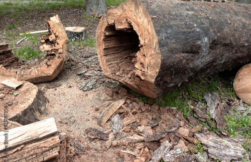 A felled pine tree with a rotten trunk inside