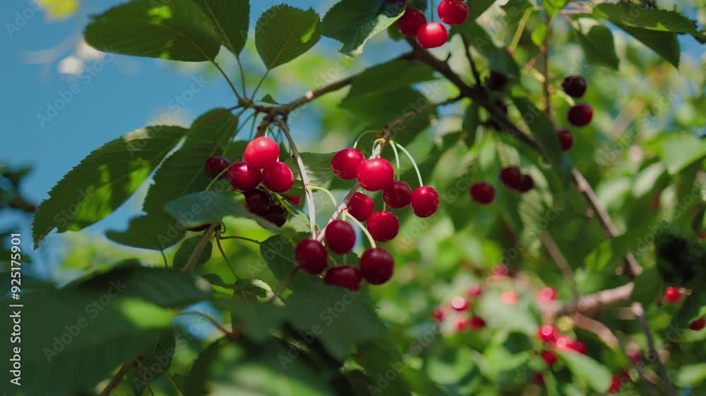 Beautiful red cherries against a background of blue sky and green leaves. Ripe cherries on the tree. Green leaves in the background. Beautiful red cherries against a background of blue sky and green leaves. Ripe cherries on the tree. Green leaves in the background.