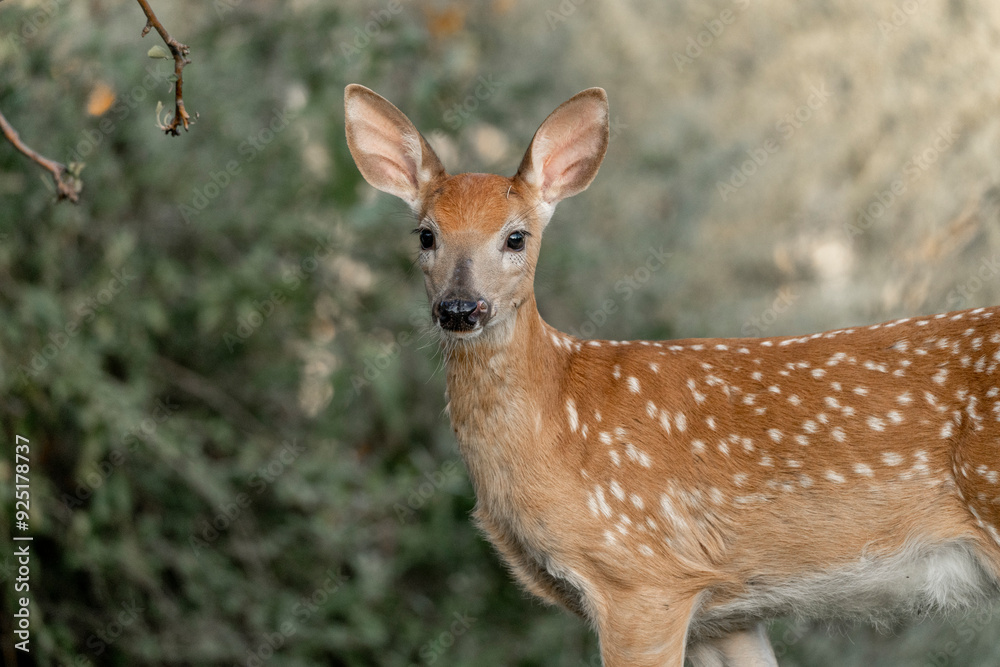 baby deer portrait animal green nature baby deer portrait animal green nature