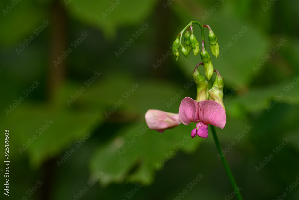 Obraz premium Pink field pea flower in detail.