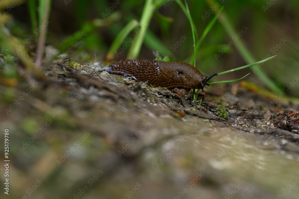 Brown snail outdoors in nature.
Brown snail outdoors in nature.