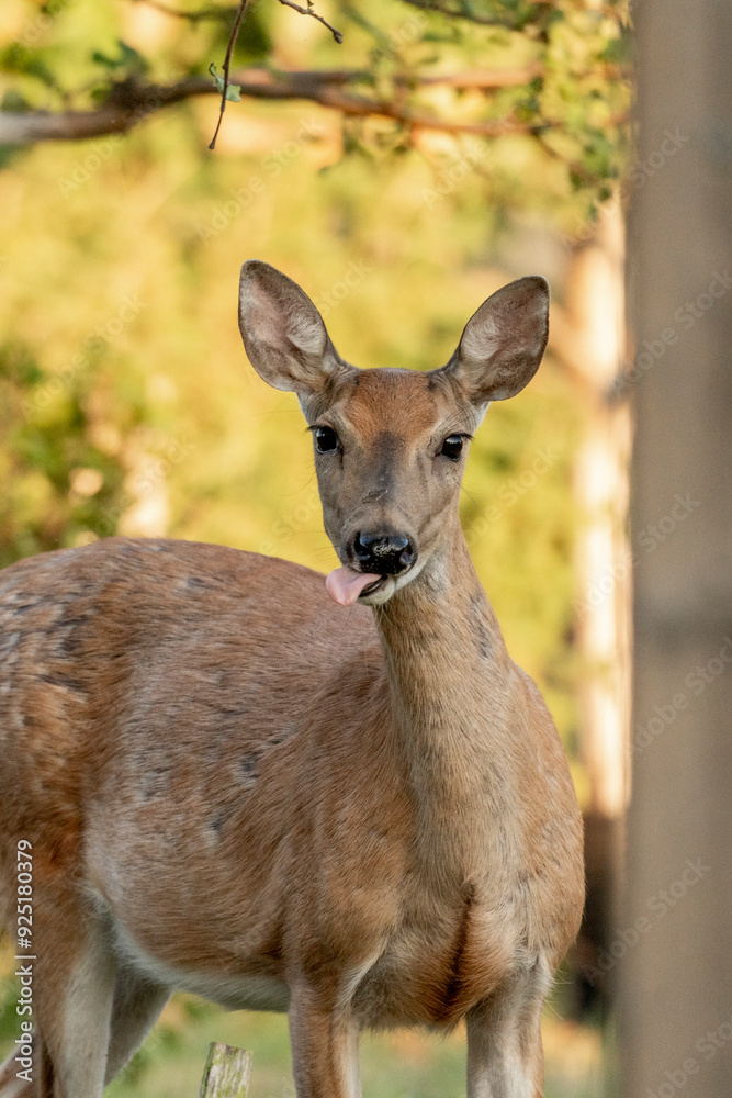 baby deer portrait animal green nature baby deer portrait animal green nature