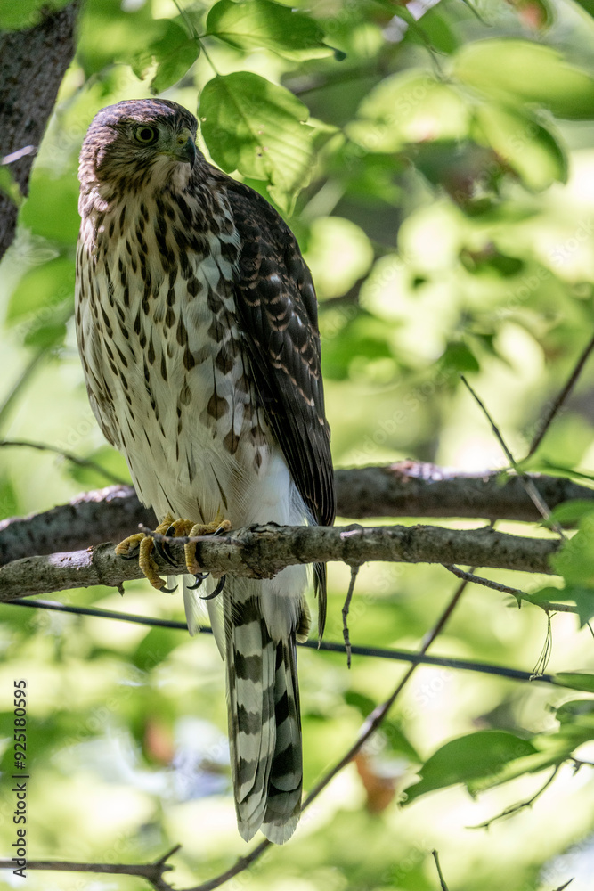 Cooper's hawk bird of prey Cooper's hawk bird of prey