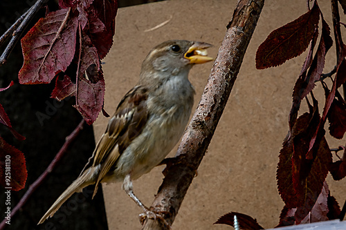 oiseaux