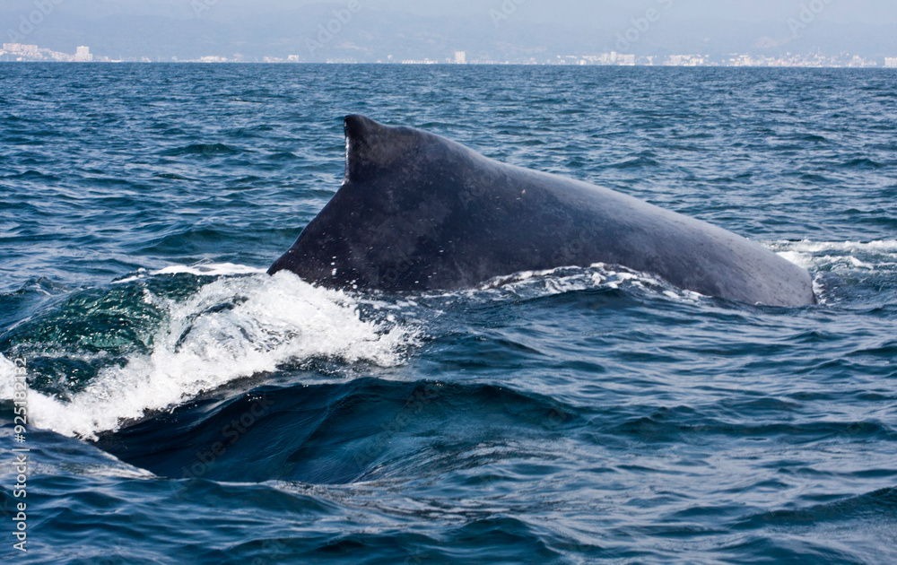 Fototapeta premium Humpback dorsal