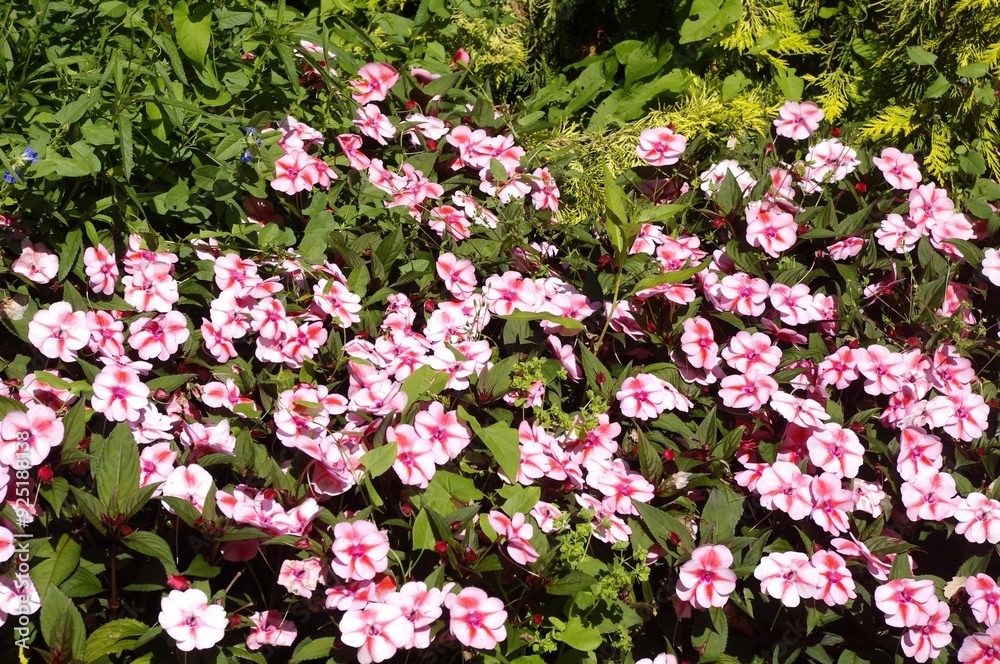 Fototapeta premium Les fleurs roses du Thabor