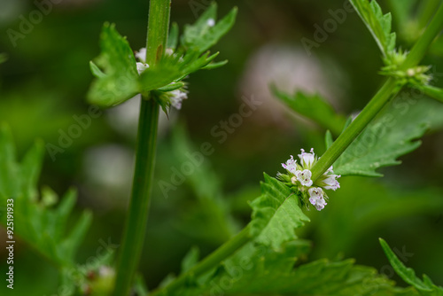 White tiny carbine flower and green leaves.
 photo