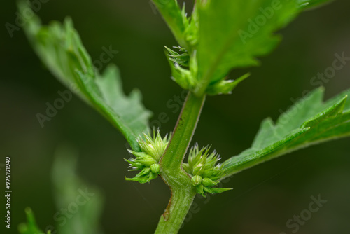 White tiny carbine flower and green leaves.
 photo