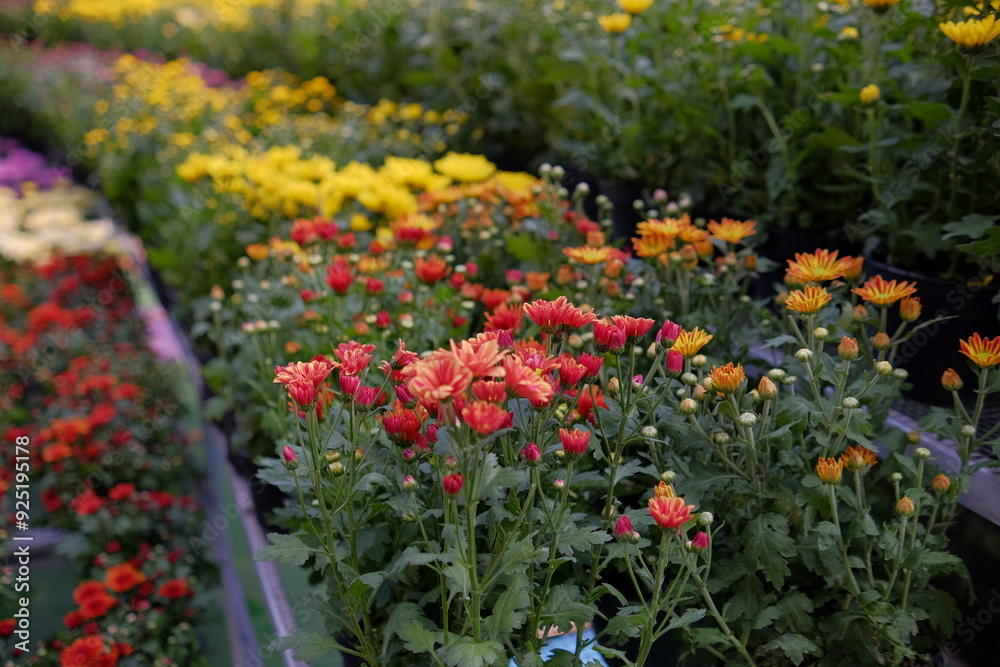 a collection of beautiful yellow and red blooming flower plants in a sunny garden area a collection of beautiful yellow and red blooming flower plants in a sunny garden area