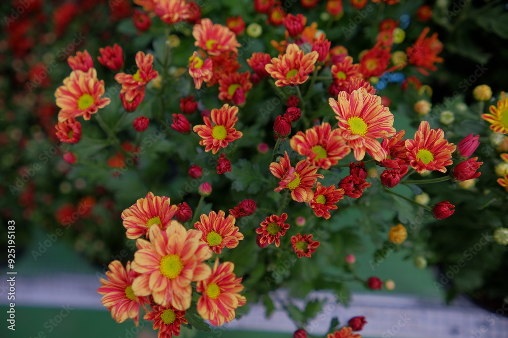 beautiful red mixed yellow blooming flowers with green stems photographed with narrow focus. beautiful red mixed yellow blooming flowers with green stems photographed with narrow focus.