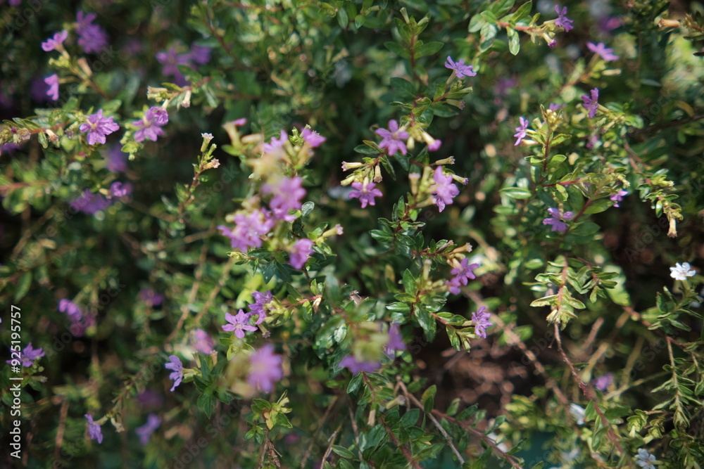 green plants with small purple flowers around them green plants with small purple flowers around them