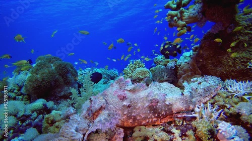 Coral Garden Scorpion Fish. Underwater tropical scorpion-fish (Scorpaenopsis oxycephala). Underwater fish reef marine. Tropical colourful underwater seascape. Reef coral scene. Coral garden seascape.  photo