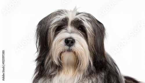 チベタン・テリアのポートレート（Tibetan Terrier portrait on white background） 