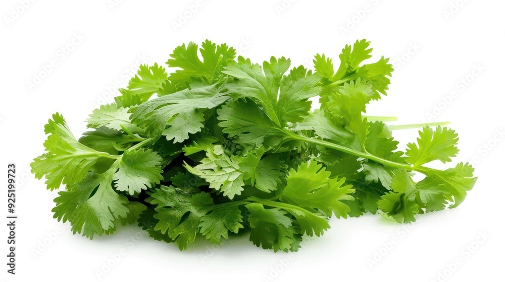 Coriander leaves isolated on white background, clipping path, full depth of field. Coriander leaves isolated on white background, clipping path, full depth of field.